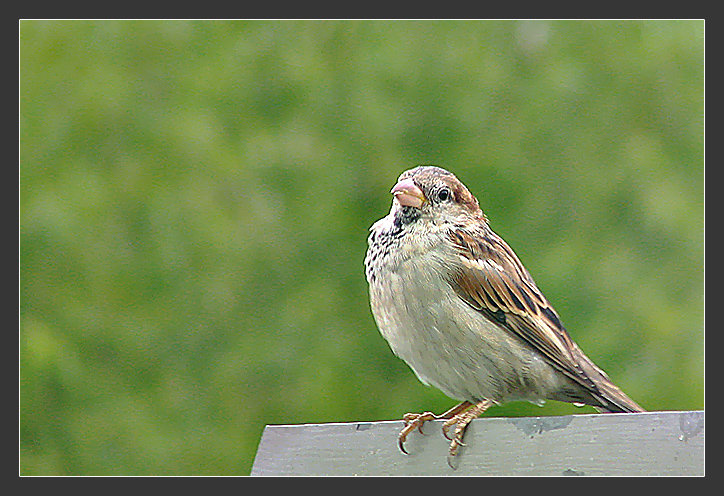 Sparrow
