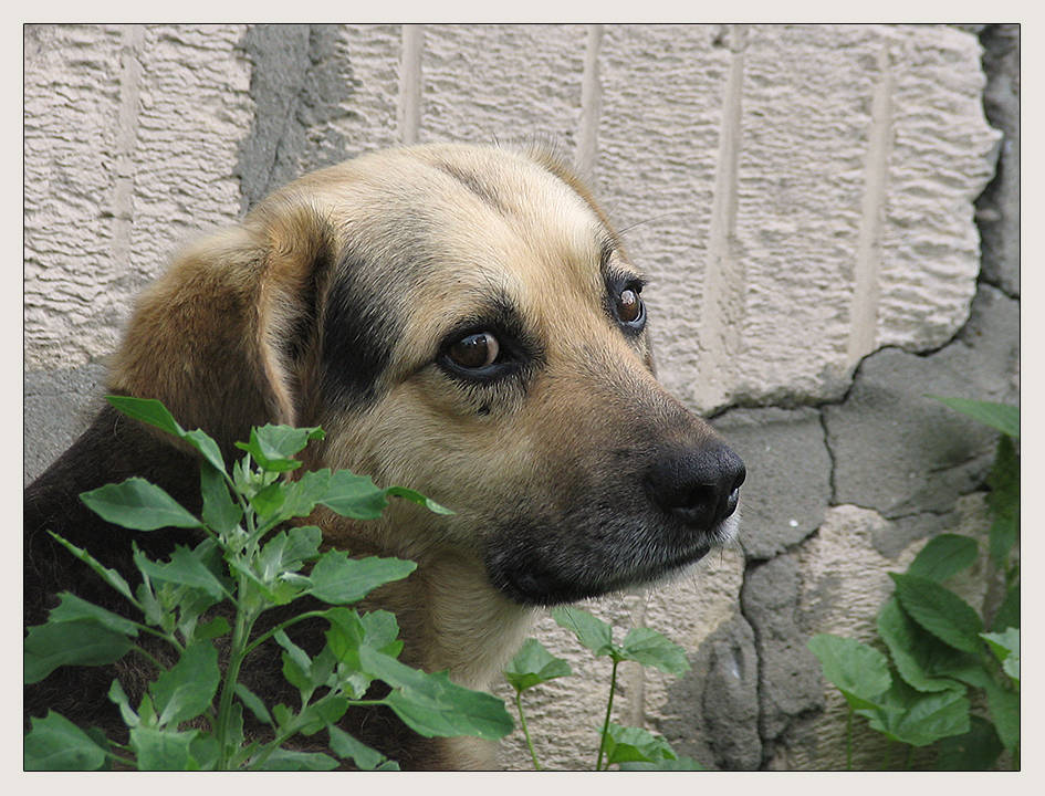 Dog Amur