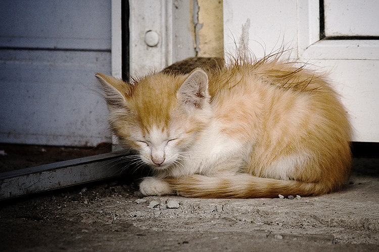 Homeless cat